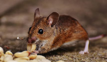 24 Hour & Emergency Exterminators in Vernal, UT